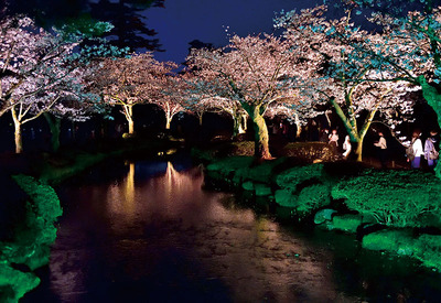 兼六園-夜桜